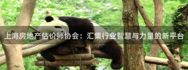 新宝5娱乐没：上海房地产估价师协会：汇集行业智慧与力量的新平