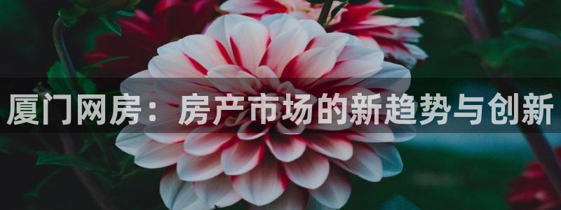 新宝堂新会陈皮5年：厦门网房：房产市场的新趋势与创新