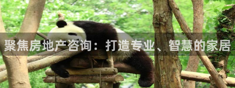 新宝5公司：聚焦房地产咨询：打造专业、智慧的家居