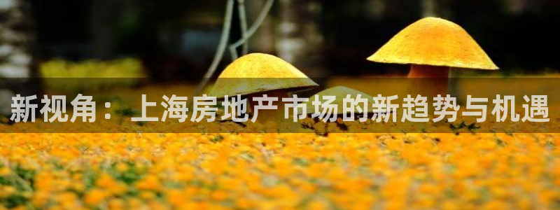 新宝5注册首页：新视角：上海房地产市场的新趋势与机遇